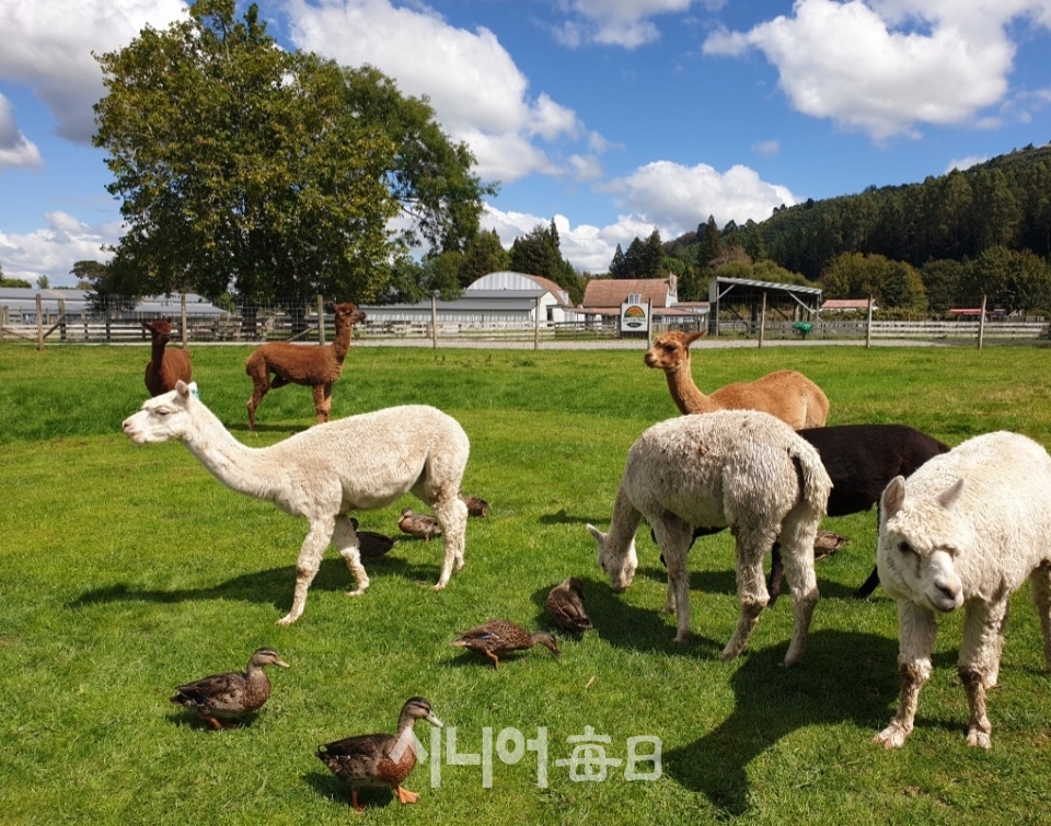 전형적인 뉴질랜드 농장에서 소, 양, 염소, 알파카, 라마, 타조 등의 동물들을 방목하고 있다. 이철락 기자