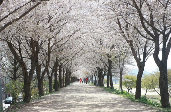 대구시 지저동 벚꽃터널()2022년. 대구시 제공
