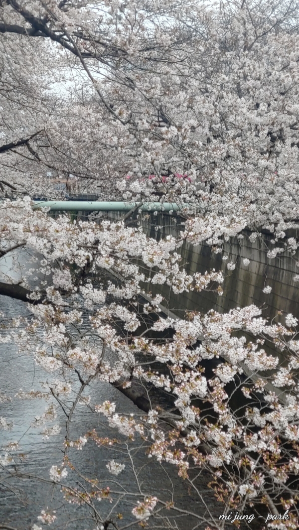 벚꽃과 강변이 어우러진 풍경. 박미정 기자