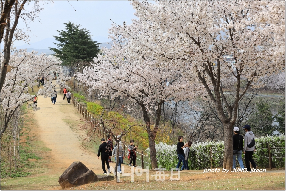동촌유원지 해맞이동산 만개한 벚꽃나무 아래로 상춘객들의 모습. 정지순 기자