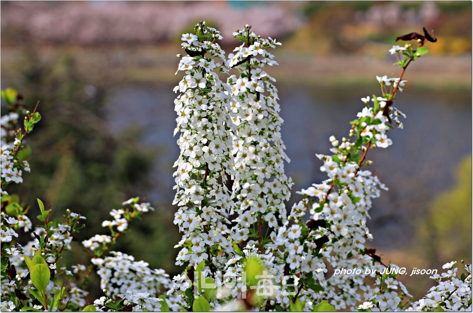 동촌 해맞이공원 만개한 하얀 싸리나무 꽃이 봄바람에 살랑이고 있다.  정지순 기자