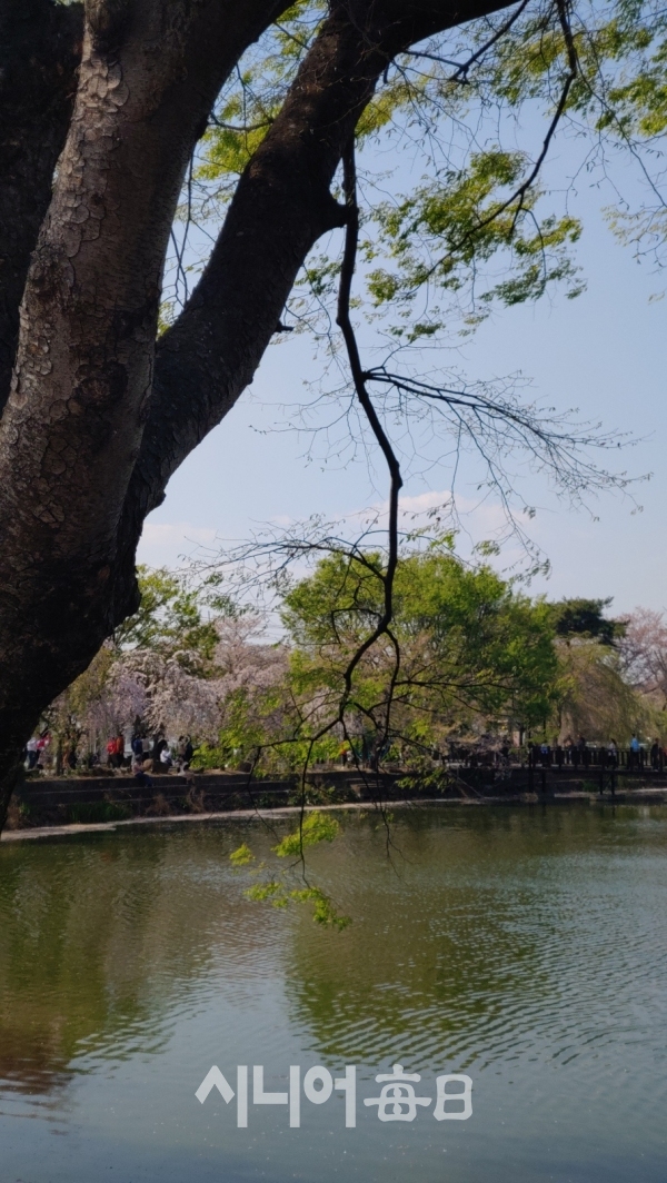 봄날의 연지못 풍경. 박미정 기자