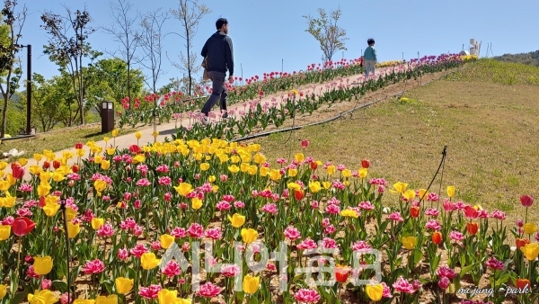 대가야생활촌 튜울립 꽃길을 방문객이 걷고 있다. 박미정 기자