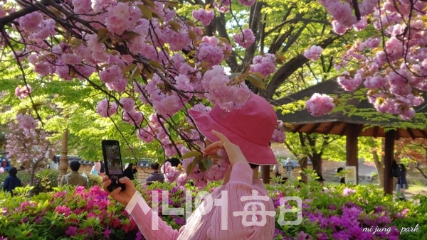 월곡역사공원에 왕벚꽃이 만개했다. 박미정 기자