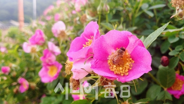 붉은 찔레꽃에 벌이 날아들다. 박미정 기자
