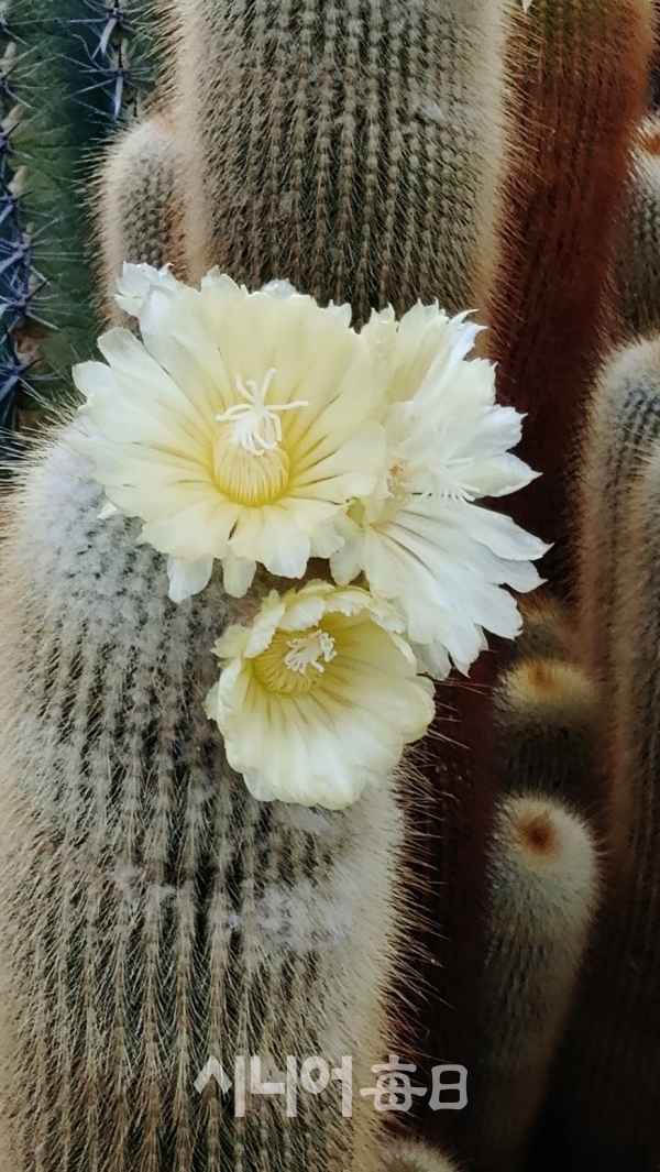 세 송이의 꽃이 아름답다. 박미정 기자