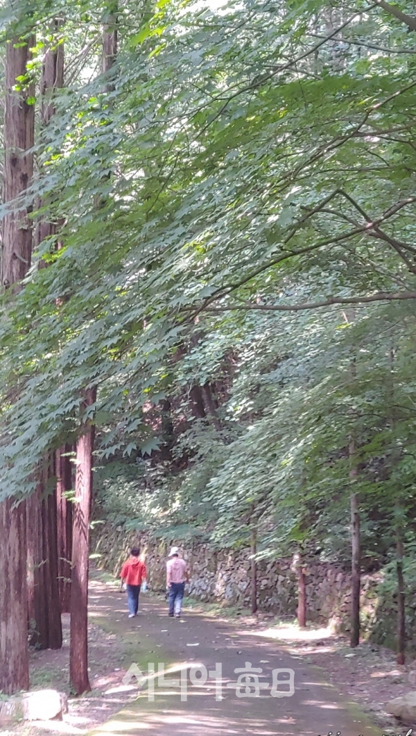 울창한 숲길을 방문객이 걷고 있다. 박미정 기자