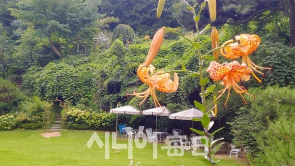 나리꽃 뒤로 정원이 아름답다. 박미정 기자