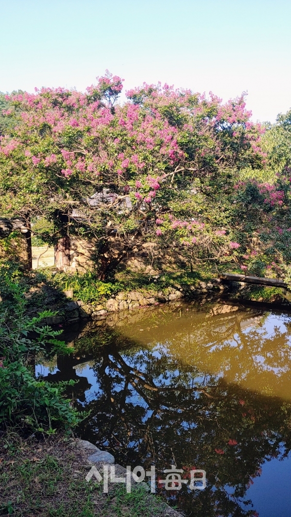 삼가헌 연못에 백일홍이 붉다. 박미정 기자