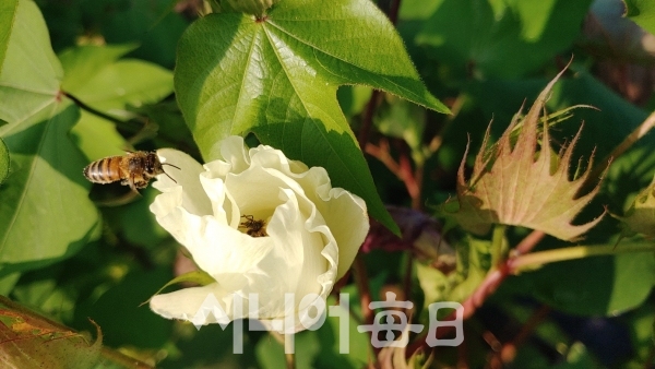 하얀 목화꽃에 벌이 날아든다. 박미정 기자