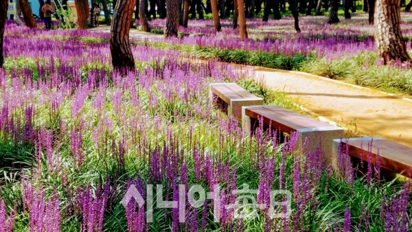 보랏빛 맥문동 꽃이 아름답다. 박미정 기자