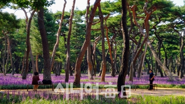 소나무 숲과 보랏빛 꽂이 어우러져 환상을 이룬다. 박미정 기자