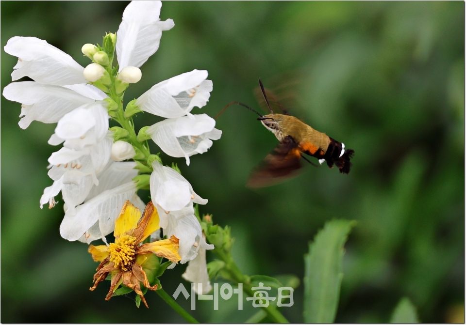 흰 꽃범의 꼬리꽃과 꼬리박각시 나방의 모습. 사진= 정지순 기자