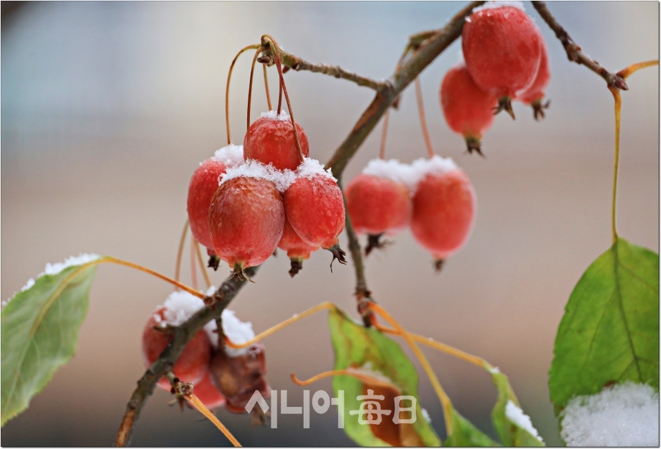2022년 12월 21일 촬영한 열매에 눈이 내려있는 모습. 사진= 정지순 기자