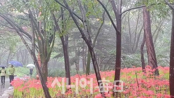 대구수목원 산책로에 꽃무릇이 아름답다. 박미정 기자