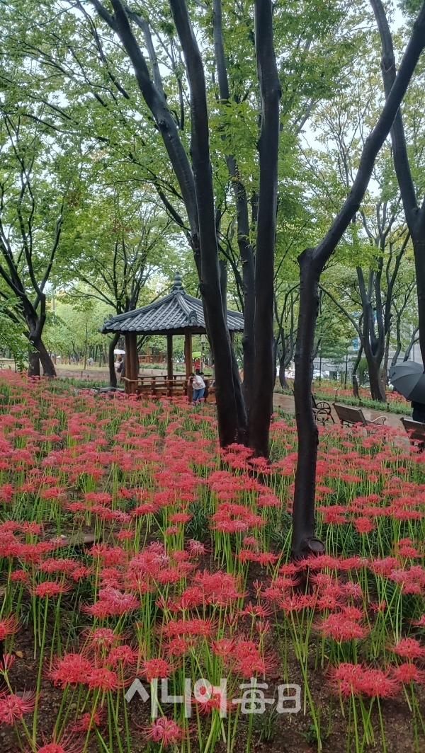 중리체육공원에 꽃무릇이 아름답다. 박미정 기자