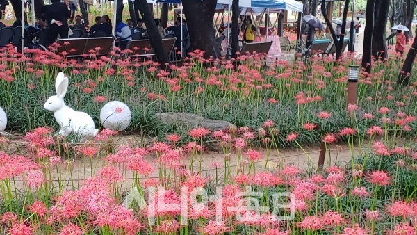 중리체육공원 그린웨이 백합원에 축제가 한창이다. 박미정 기자