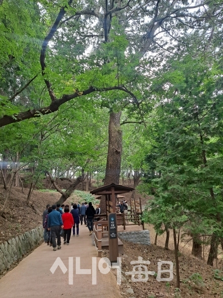 역대 대통령 해상 별장 저도에 있는 600년 된 소나무가 있는 풍경이다. 김황태 기자