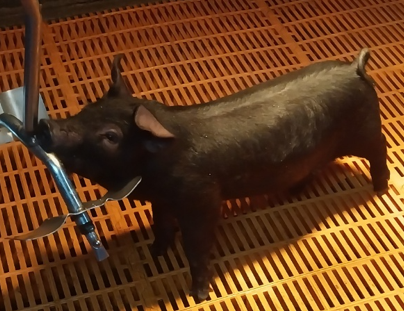 캐스나인(Cas9)유전자 발현 돼지 모습.  사진 농진청 제공.