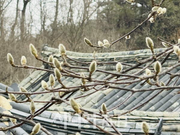 무섬마을 기와지붕 위로 봄이 오고 있다. 박미정 기자