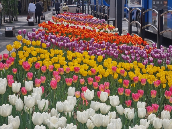 대구시는 오는 29일까지 주요 도로 109개소에 가로화분 및 교량 걸이화분 23만 본의 봄꽃을 식재한다. 대구시 제공